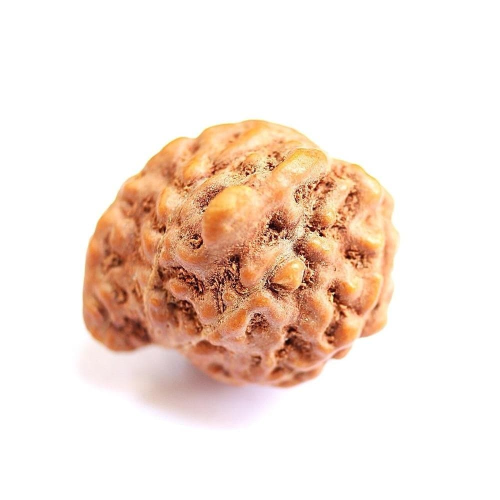 5 Mukhi Rudraksha (Nepal)