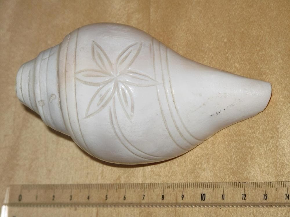 Natural Dakshinavarti Shankh
