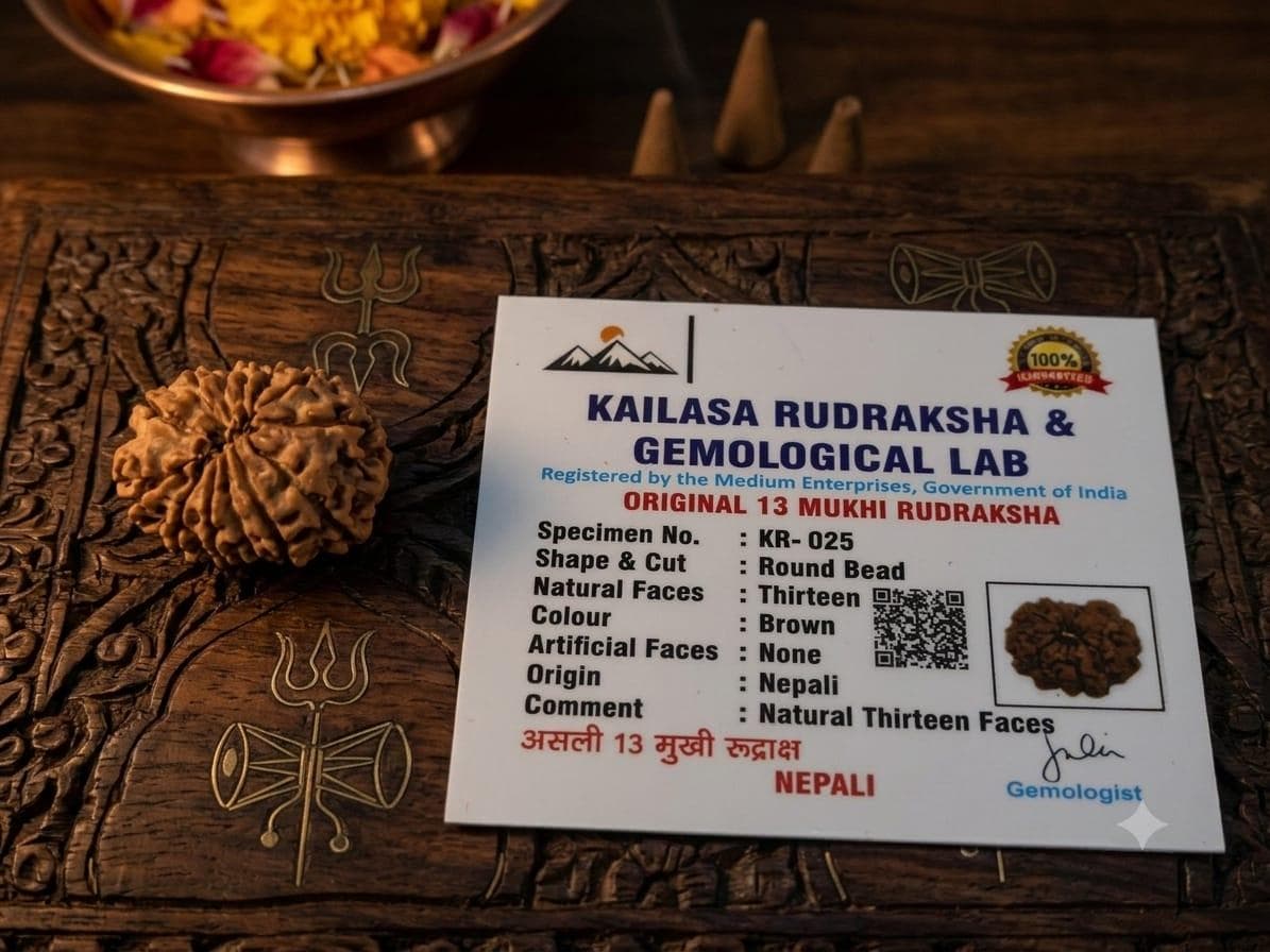Original Certified 13 Mukhi Nepali Rudraksha