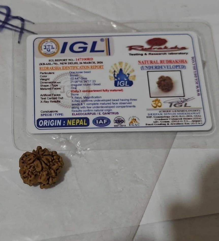 Original Certified Round Nepali 1 Mukhi (Face) Rudraksha